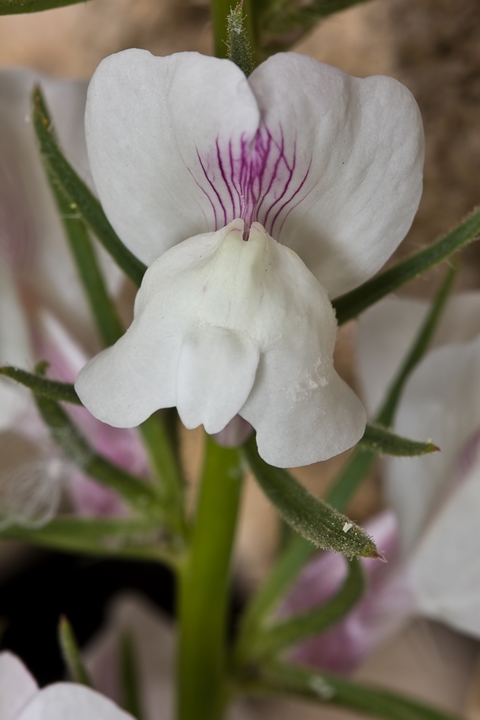 Misopates calycinum / Gallinetta calicina